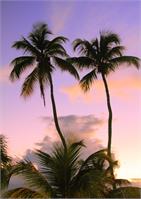Twin Palm Trees Backlit In Evening Sky St Thomas Photograph By Roupen Baker As Framed Poster