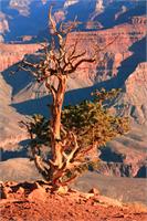 Weathered Juniper Tree On The Canyon Rim Photograph Grand Canyon National Park Arizona By Roupen Baker As Framed Poster