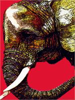 Elephant As Framed Poster