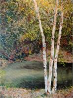 River Birch As Framed Poster