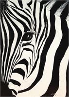 The Zebra With One Eye As Framed Poster