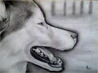 Wolf As Framed Poster