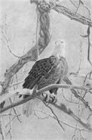 Bald Eagle As Framed Poster