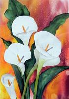 Calla Lillies As Framed Poster