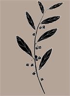 Paper Berry (also Known As Emu Berry Or Dysentery Bush) - Grewia Retusifolia