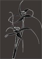 Spider Orchid 1 As Greeting Card