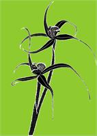 Spider Orchid2 As Greeting Card
