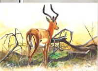 Antelope As Framed Poster