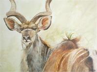 Kudu As Framed Poster
