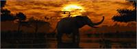Elephant Sunset As Framed Poster