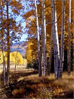Autumn Paint, Chama, NM As Framed Poster