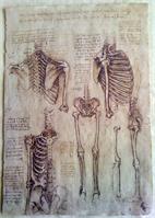 Leonardo Da Vinci - Skeleton