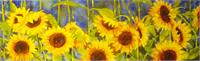 Bolinas Sunflowers As Framed Poster