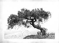 Crimean Tree As Greeting Card