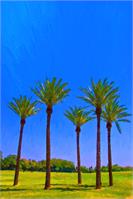 Palm Trees In The Park As Framed Poster