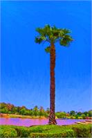 Palm Tree By The Lake As Framed Poster
