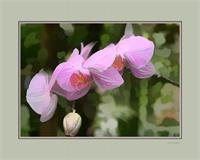 Orchid With Digital Mat As Framed Poster