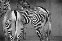 Zebra Lines As Framed Poster
