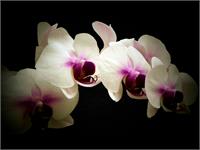 White ANd Lavendar Orchids As Framed Poster