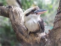 Kookaburra Sits In The Old Gum Treet As Framed Poster