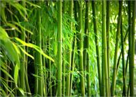 Bamboo As Framed Poster
