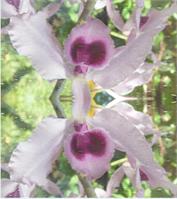 Twins Orchids As Framed Poster