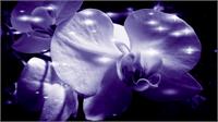 Orchid In Pure Color As Framed Poster