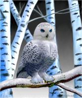 Blue-eyed Snow Owl As Framed Poster