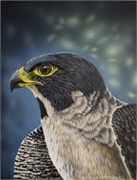 Peregrine Falcon Profile