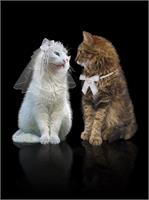 Cat Wedding As Greeting Card
