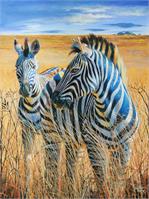 Zebras In The Grass As Framed Poster