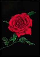 Rose As Framed Poster