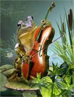 Frog Playing Cello In Lily Pond