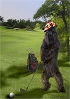 Golfing Terrier As Framed Poster