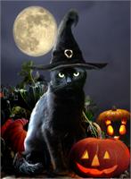 Witchy Halloween Kitty With Pumpkins As Framed Poster