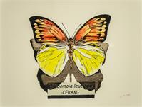 Butterfly Hebomoia Leucippe As Framed Poster
