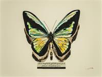 Butterfly Ornithoptera Goliath Procus