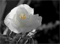 Rosa Blanca 3