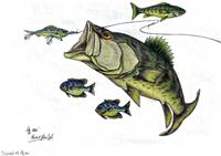 Big Bass and Bluegill Fishing  Original Drawing As Framed Poster