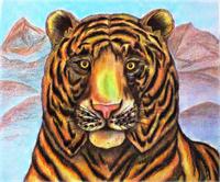 Bengaled Tiger Original Drawing As Framed Poster