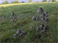Metal Mushrooms-shroom With A View-Stanger Moore Sculpture