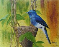 Mavi Kus(blue Bird)