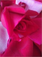 Pink Rose As Framed Poster