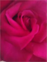 Fushia Rose As Framed Poster