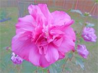 Blooming Fuschia Rose