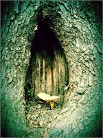 Mushroom In Tree