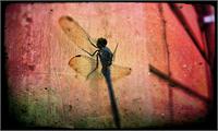 Dragonfly In Pink Hue As Framed Poster