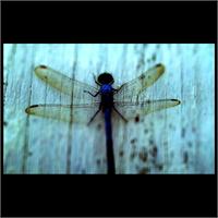 Blue Dragonfly As Framed Poster