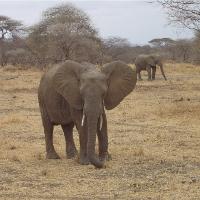 Elephants In Tarangire National Park