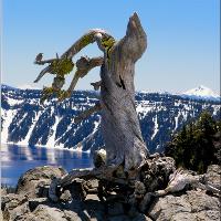 Crater Lake_ Little Bird On Dry 3